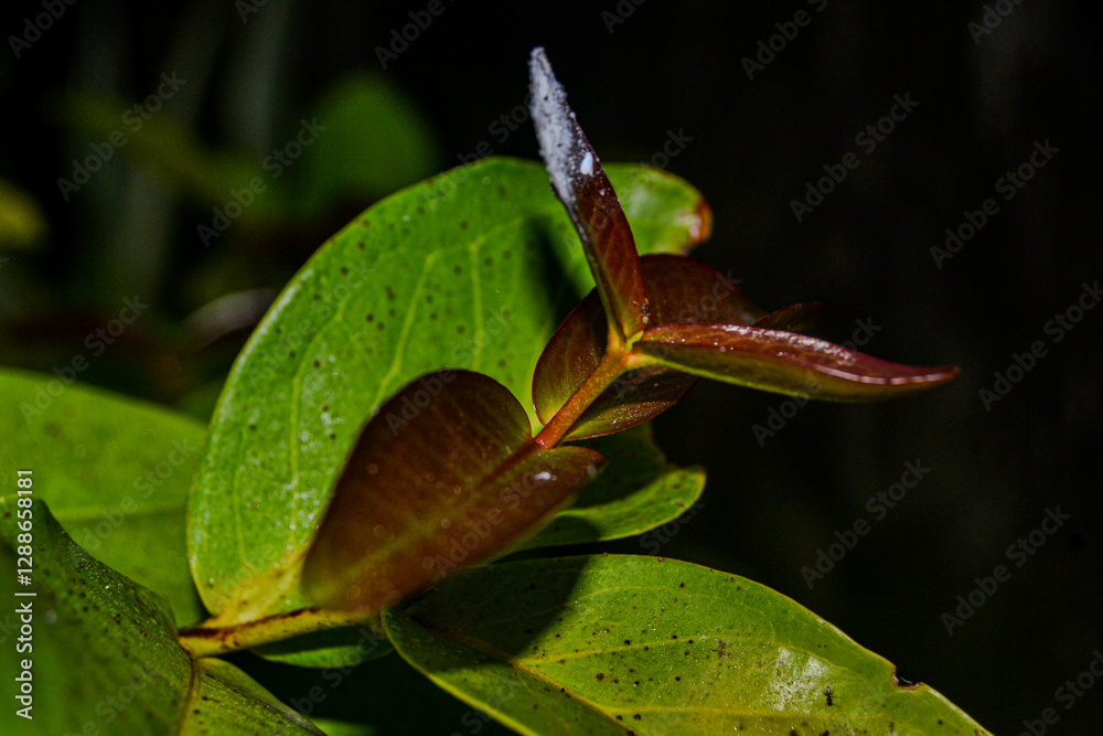 green leaf with water drops