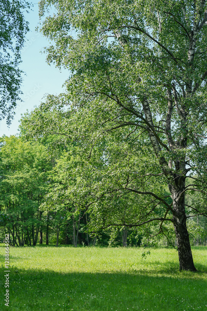 Springtime. Lawn and trees on a green background with a beautiful lawn. Spring in the city park. A large birch in green leaves. High quality photo Springtime. Lawn and trees on a green background with a beautiful lawn. Spring in the city park. A large birch in green leaves. High quality photo