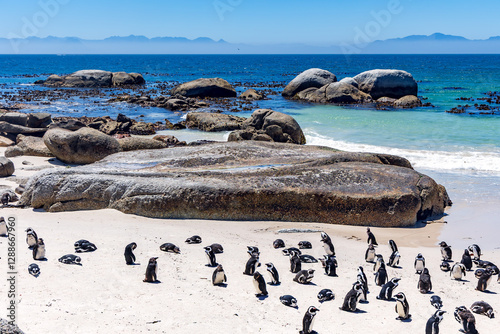 Large colony of African Penguins (Spheniscus demersus) on Boulders Beach with giant granite boulders, Cape of Good Hope, South Africa