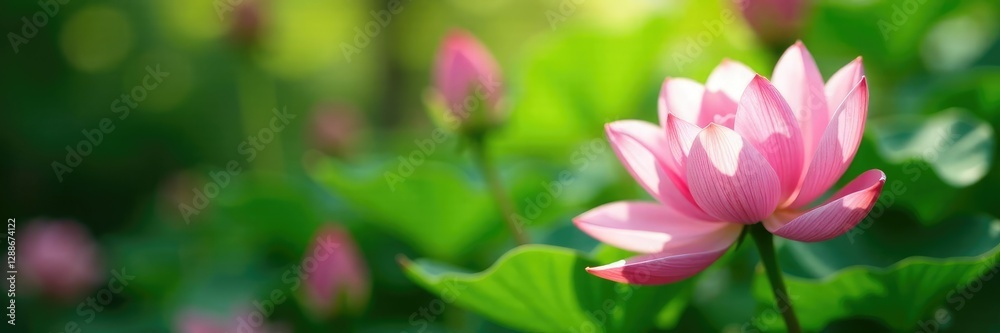 Soft petals unfolding amidst lush green foliage, summer, blooming Soft petals unfolding amidst lush green foliage, summer, blooming
