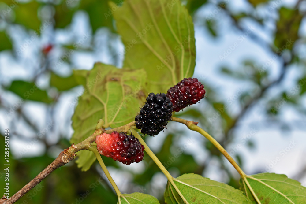 Blackberries on tree in Teresopolis, Rio de Janeiro, Brazil