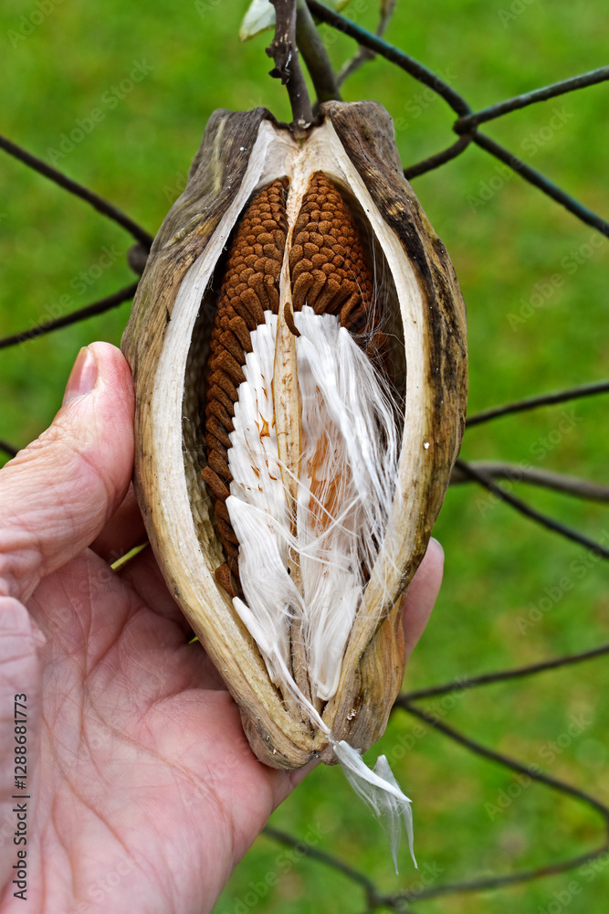 Dry seeds of common milkweed (Asclepias syriaca) on hand