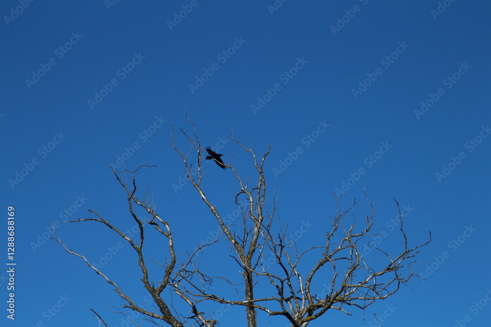 A bird sitting on a tree