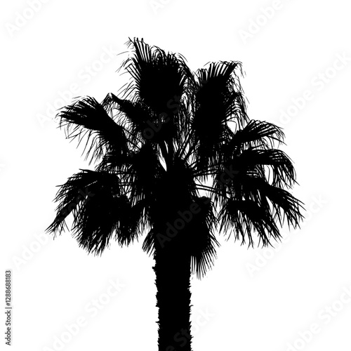 Palm tree black silhouette isolated on white background. Realistic palm tree graphics.