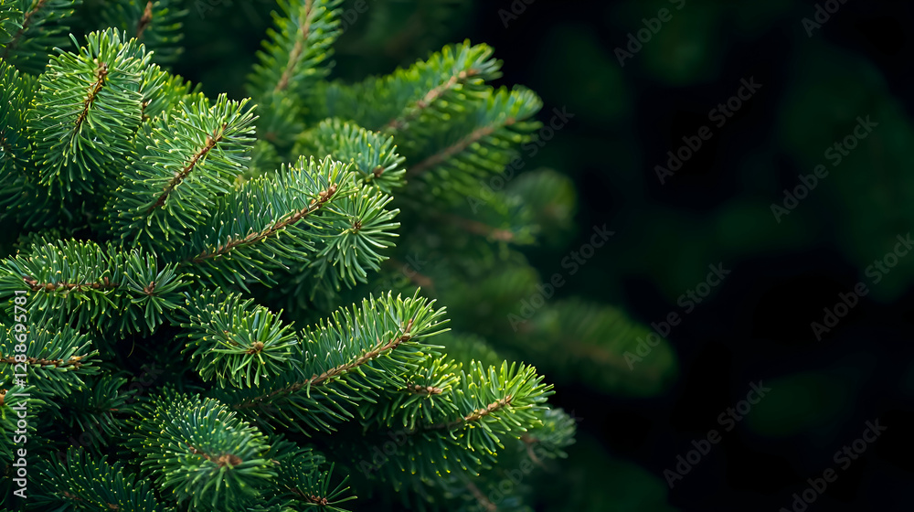 Close-Up of Lush Green Pine Tree Branches Against Dark Background Close-Up of Lush Green Pine Tree Branches Against Dark Background