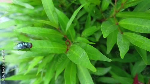 flies that land on leaves