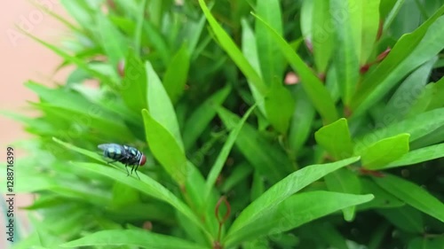 flies that land on leaves