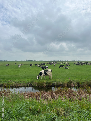 Obraz na płótnie Cows around Echtenerbrug in Friesland the Netherlands w salonie