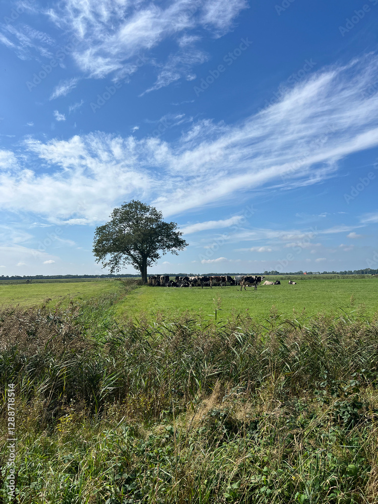 Cows in the meadow under a tree around Mildam