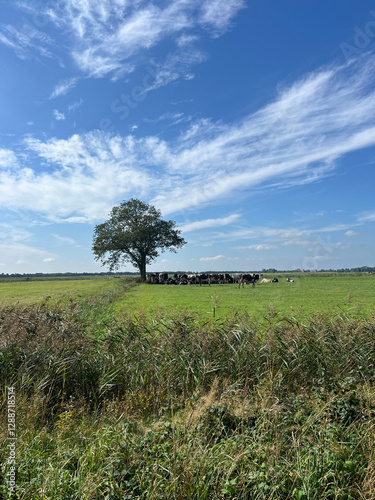 Obraz na płótnie Cows in the meadow under a tree around Mildam w salonie