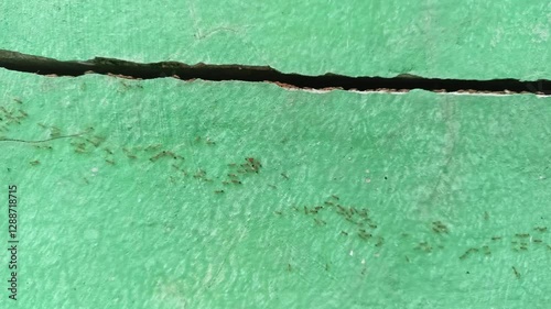 marching ants looking for food