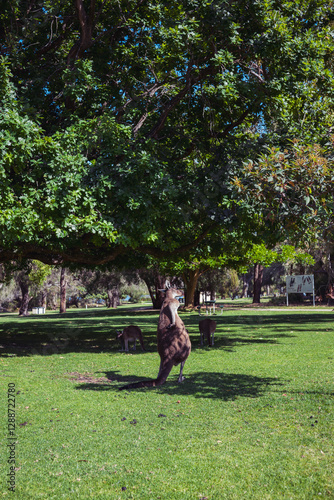 ヤンチェップ国立公園のカンガルー
