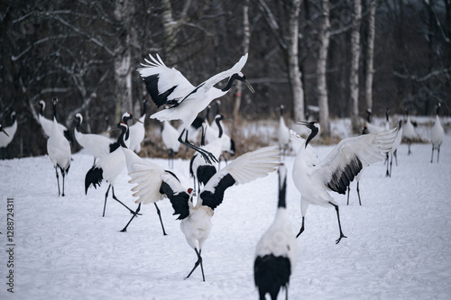 タンチョウの喧嘩