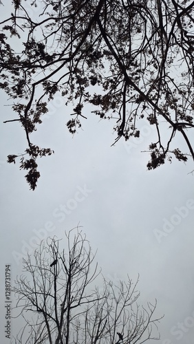 Trees in the park and cloudy sky