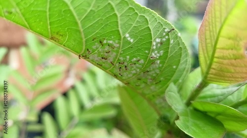 ants swarming behind green leaves