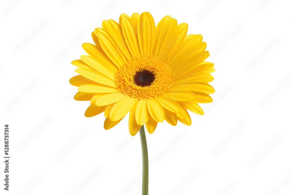 Yellow gerbera with a sunny appearance and intricate petal details, captured with a crisp white backdrop, isolated on white background Yellow gerbera with a sunny appearance and intricate petal details, captured with a crisp white backdrop, isolated on white background