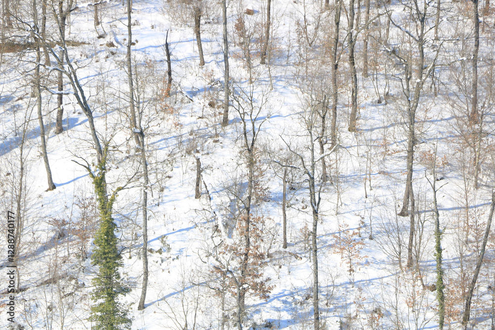 Fototapeta premium Winter Background. Tree barks and their shadows