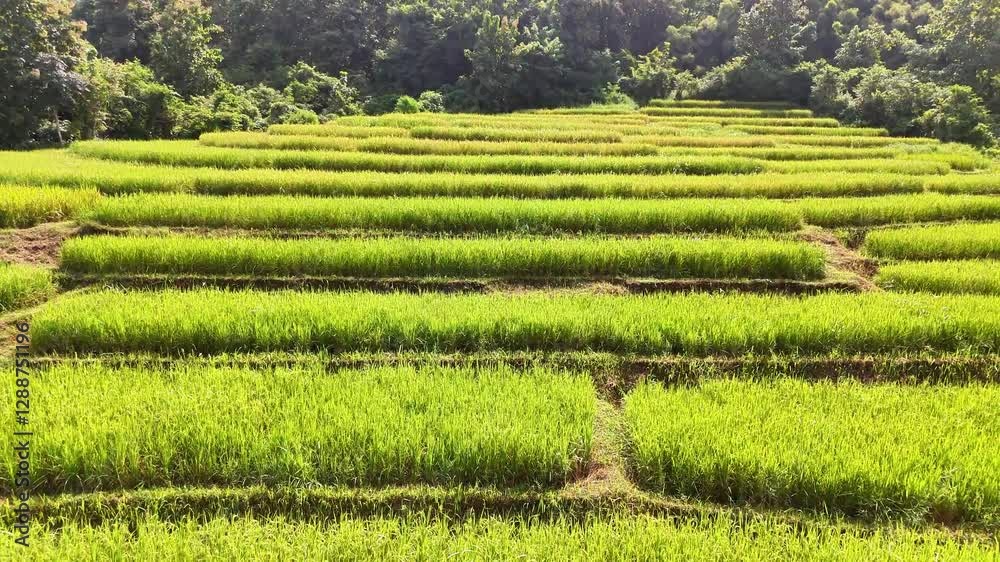 Hilly rice field in Luang Prabang Laos Hilly rice field in Luang Prabang Laos