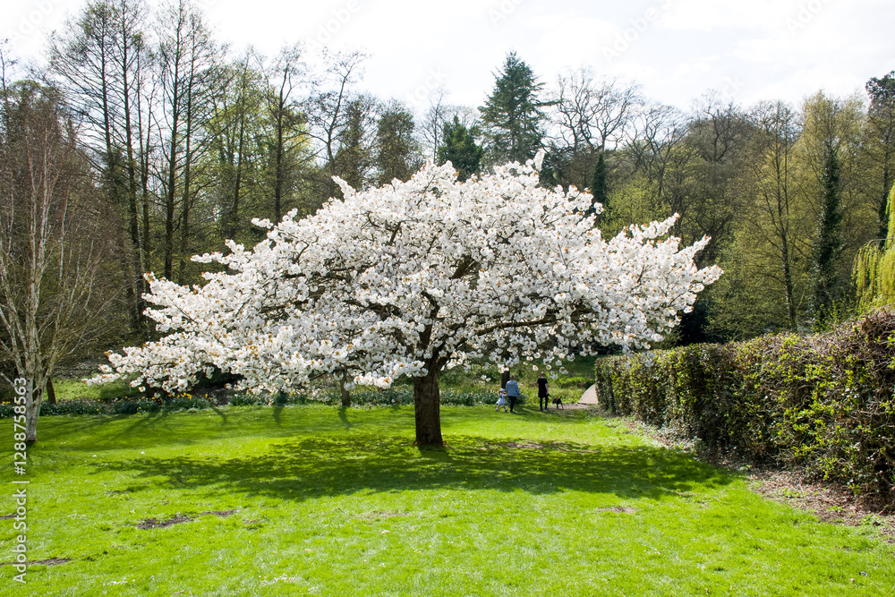 Naklejka premium A cherry tree with blossom in a garden.