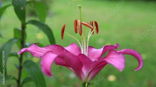 Beautiful pink lily close up,isolated on green background.
