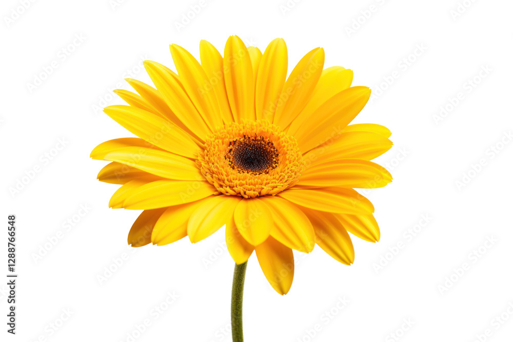 Close-up of a yellow gerbera daisy highlighting its delicate petals and vivid color, isolated on white background Close-up of a yellow gerbera daisy highlighting its delicate petals and vivid color, isolated on white background