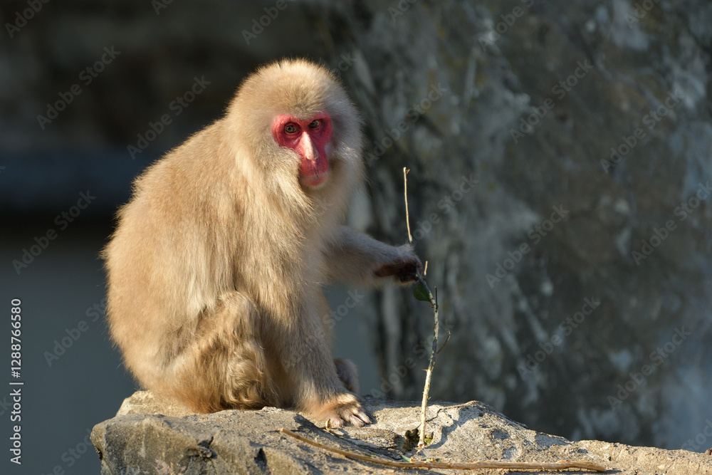 Obraz premium カメラ目線のニホンザル