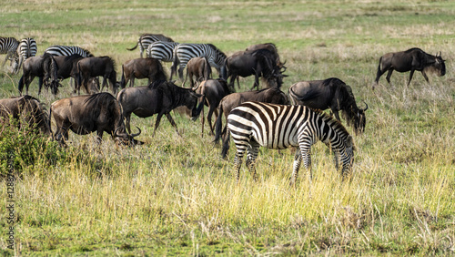 Zebras Grazing Majestically Amongst Wildebeests in the Vast African Savanna Landscape Serengeti Tanzania Africa