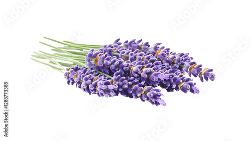 A bouquet of lavender and lilac flowers isolated on a white background