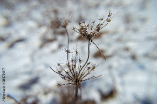Winter Walk in the Park