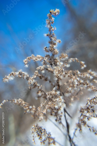 Winter Walk in the Park