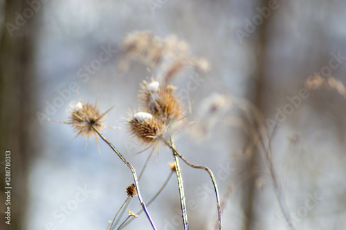 Winter Walk in the Park