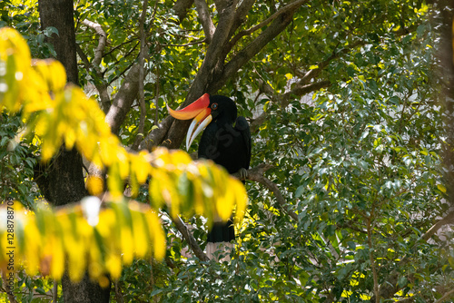 Rhinoceros hornbill Perching on a Tree in Malaysia photo