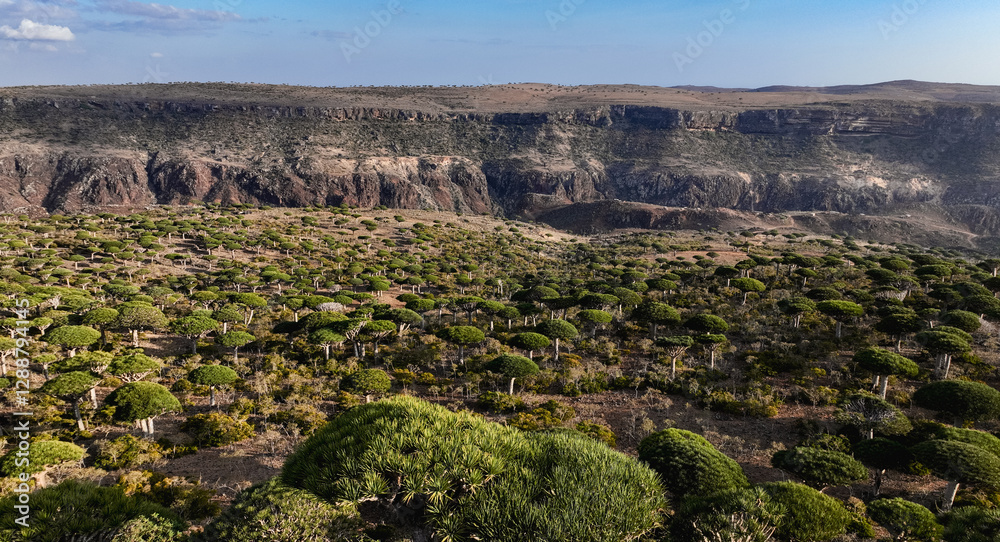 Fototapeta premium Stunning Socotra features unique dragon blood trees and rugged cliffs in nature