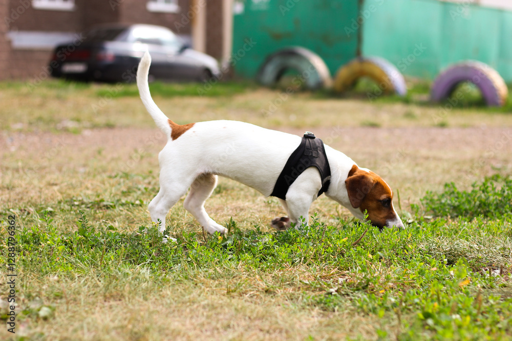 Jack Russell Terrier puppy sniffs grass on the playground Jack Russell Terrier puppy sniffs grass on the playground