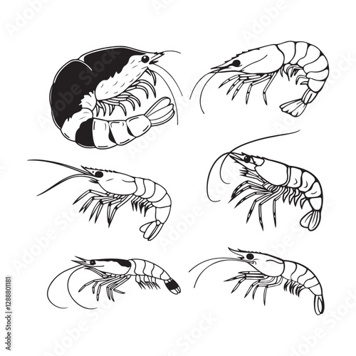 shrimp vector illustration