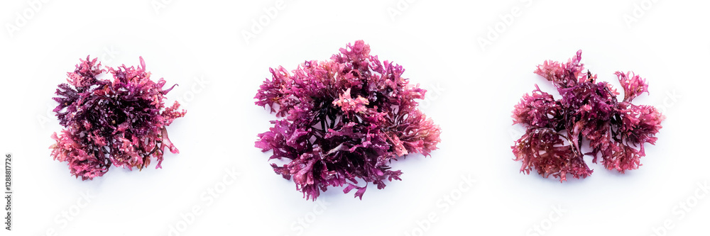 custom made wallpaper toronto digitalIrish sea moss, Chondrus crispus, edible seaweed, purple, isolated on a white background, overhead flat lay panorama