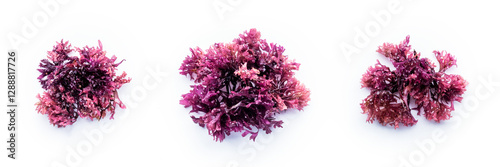 Wallpaper Mural Irish sea moss, Chondrus crispus, edible seaweed, purple, isolated on a white background, overhead flat lay panorama Torontodigital.ca