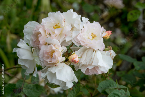 pretty pale pink and white roses