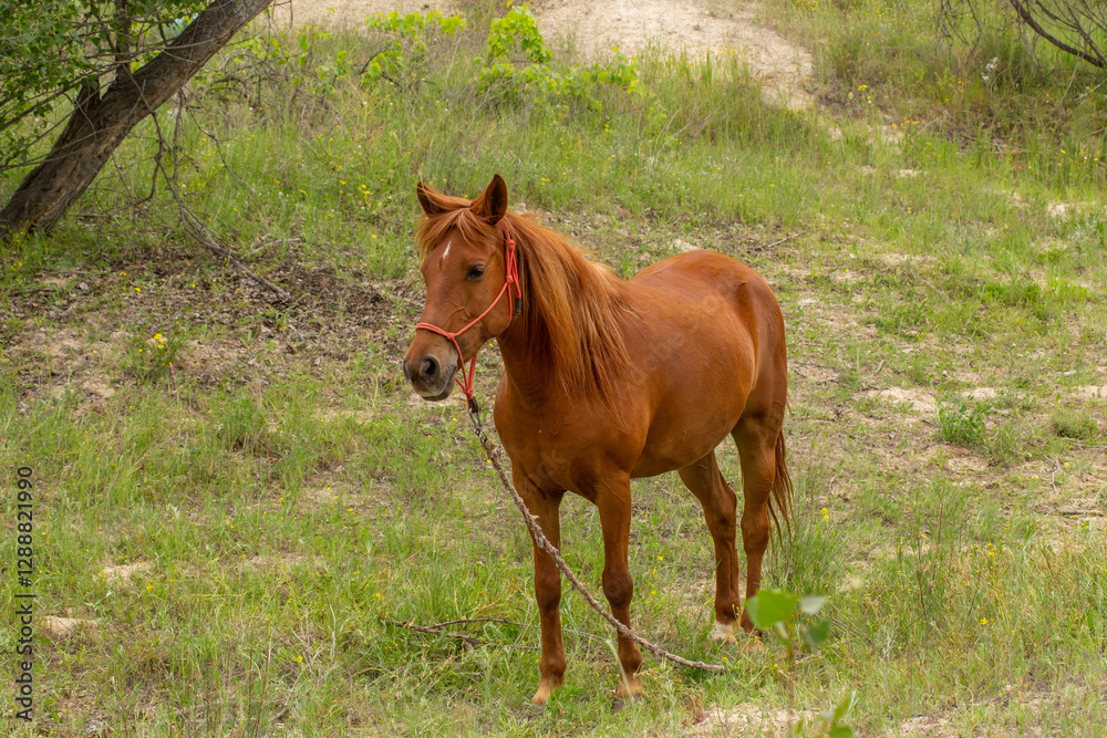 A beautiful brown horse with a blue halter stands near a fence in a rural setting. The horse looks calm and attentive. Sunlight highlights its glossy coat, with other horses and trees. A beautiful brown horse with a blue halter stands near a fence in a rural setting. The horse looks calm and attentive. Sunlight highlights its glossy coat, with other horses and trees.