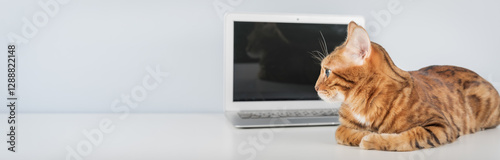 Bengal cat at the table near the laptop.