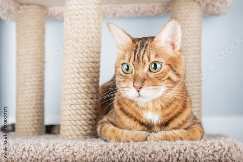 Bengal cat sitting on scratching post photo