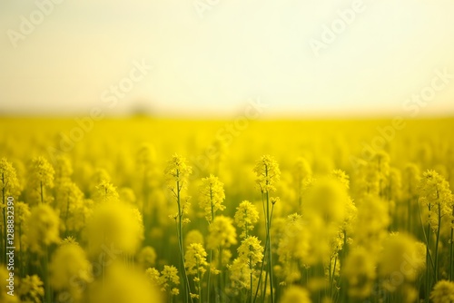 A field of bright yellow mustard flowers stretching to the horizon, gently swaying in the breeze. photo