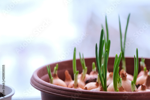 Green young onion at home growing on windowsill.