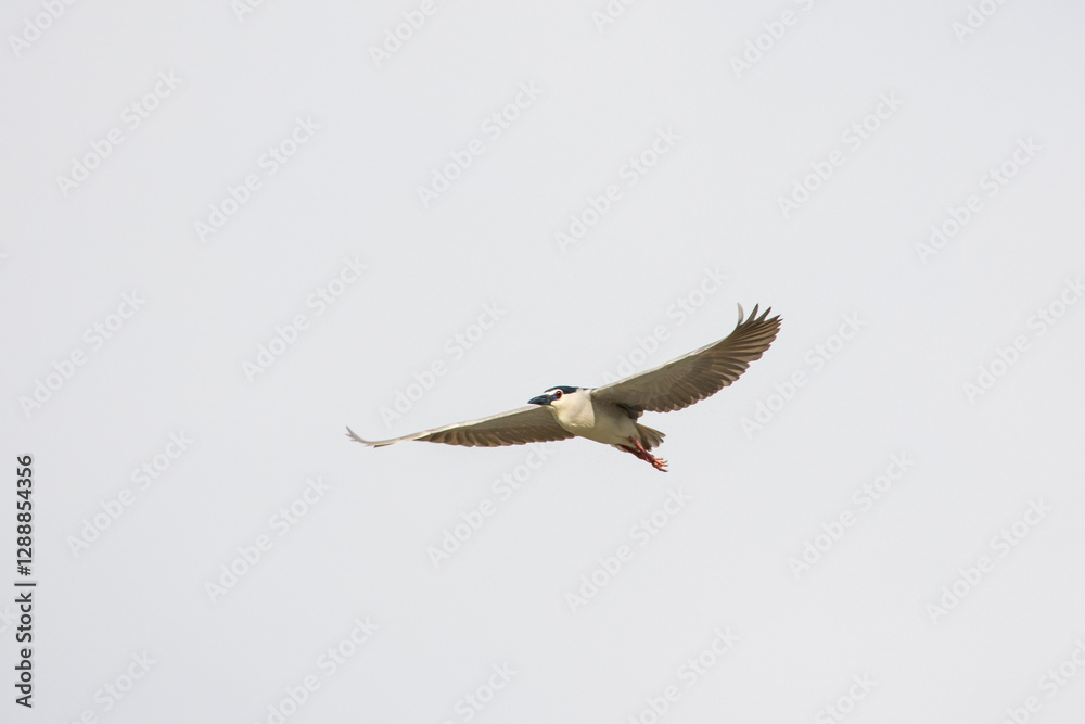 Obraz premium Black Crowned Night Heron bird flying with wings spread in Penang Malaysia