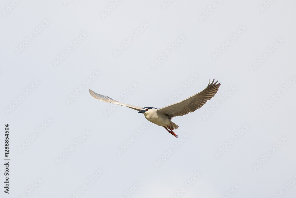 Obraz premium Black Crowned Night Heron bird flying with wings spread in Penang Malaysia