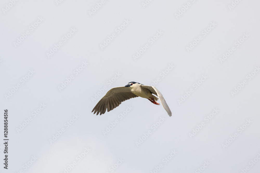 Obraz premium Black Crowned Night Heron bird flying with wings spread in Penang Malaysia