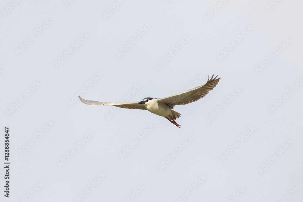 Obraz premium Black Crowned Night Heron bird flying with wings spread in Penang Malaysia