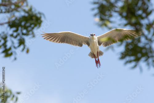Black Crowned Night Heron bird flying with wings spread in Penang Malaysia