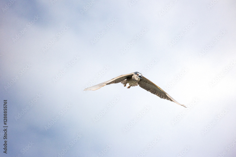 Fototapeta premium Black Crowned Night Heron bird flying with wings spread in Penang Malaysia