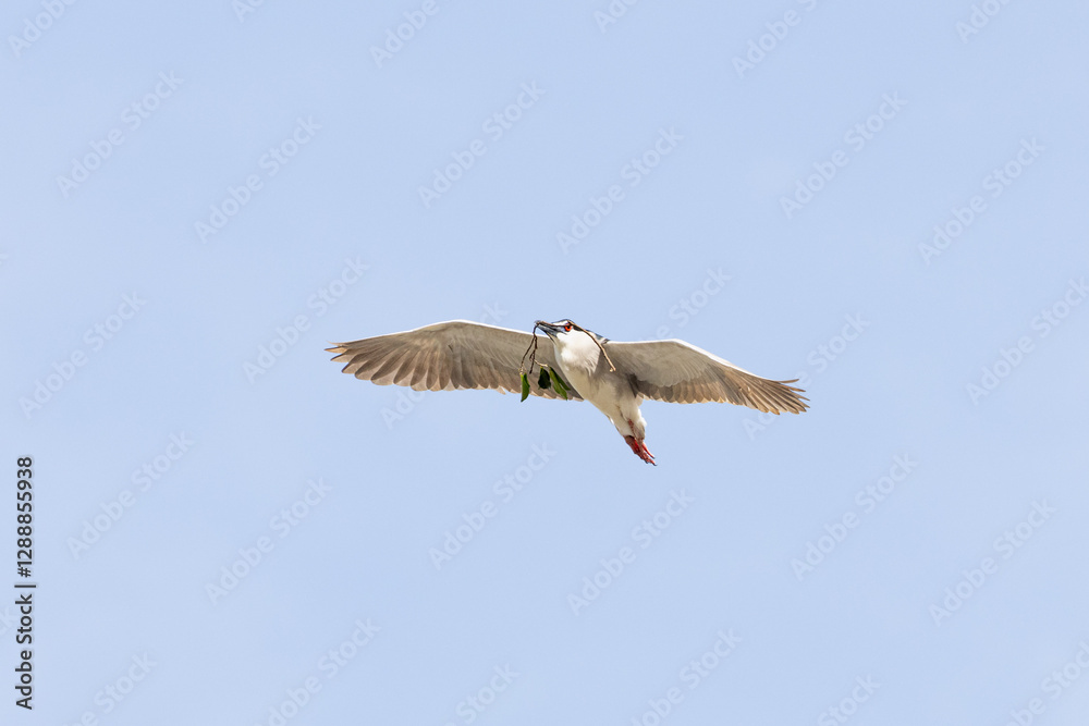 Fototapeta premium Black Crowned Night Heron bird flying with wings spread in Penang Malaysia